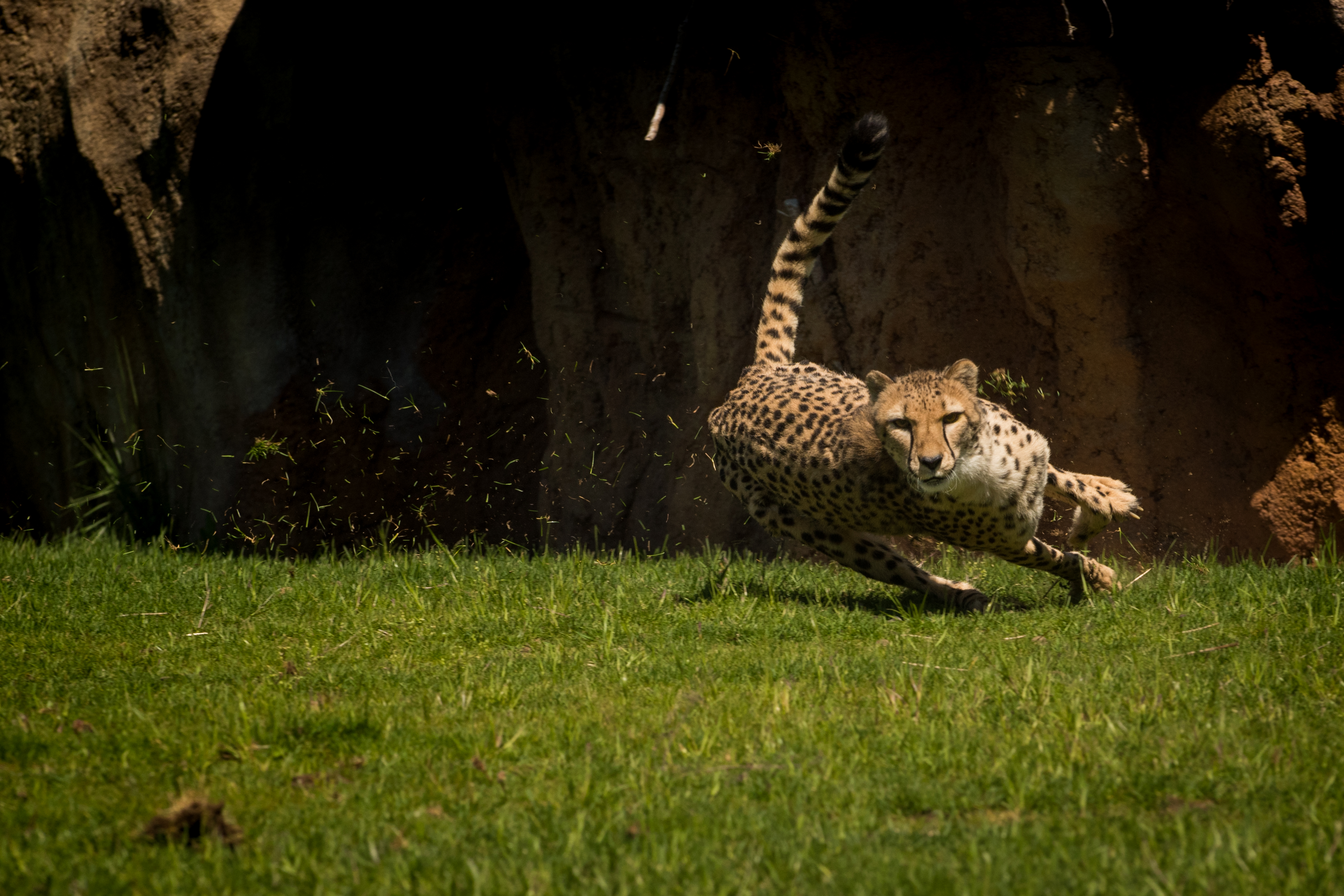 チータ　Cheetah 2026年 Cheetah Experience (ZA Cheetah Conservation) - 出発前に知っ